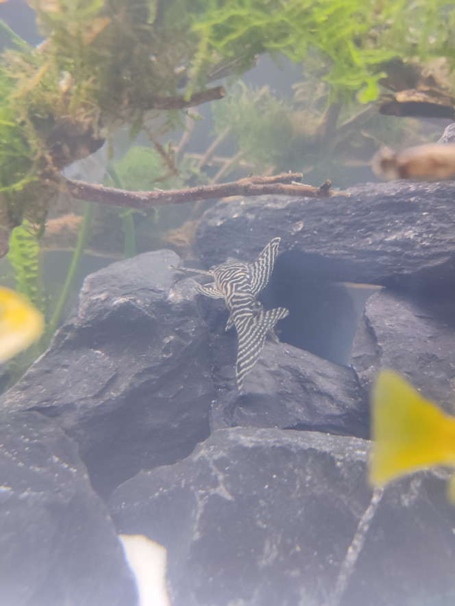 Hypancistrus King Tiger 