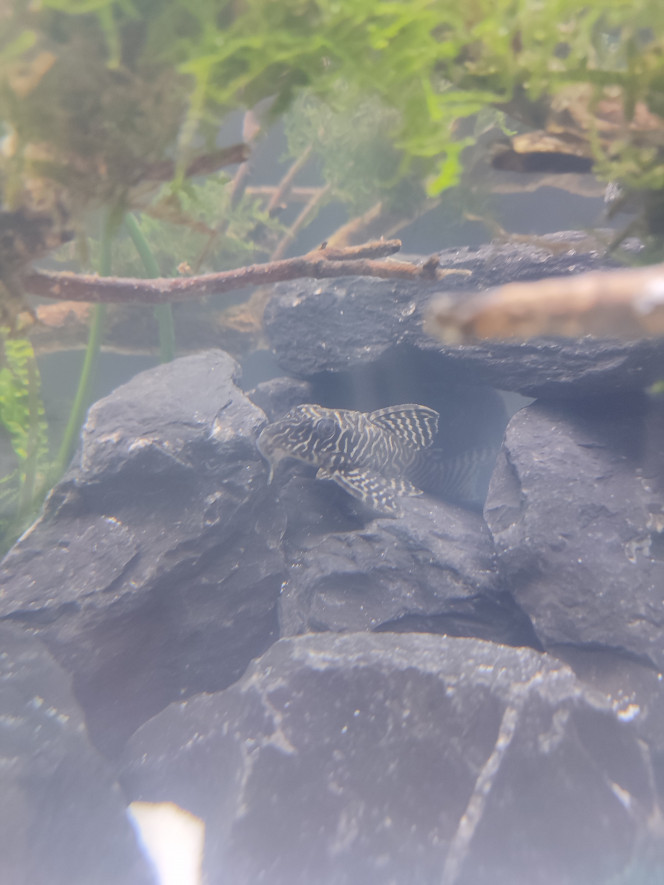 Hypancistrus King Tiger 
