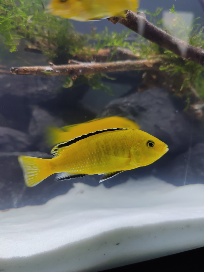Labido Jaune 