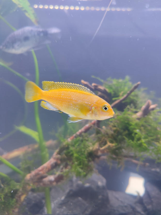 Pseudotropheus Saulosi 
