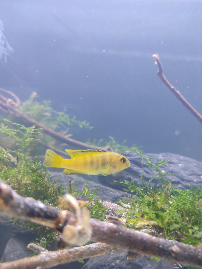 Pseudotropheus Saulosi 