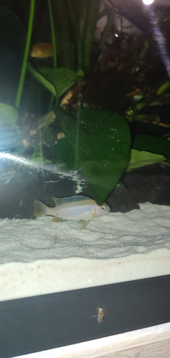 Mâle Pseudotropheus Saulosi ( début de ça coloration) 