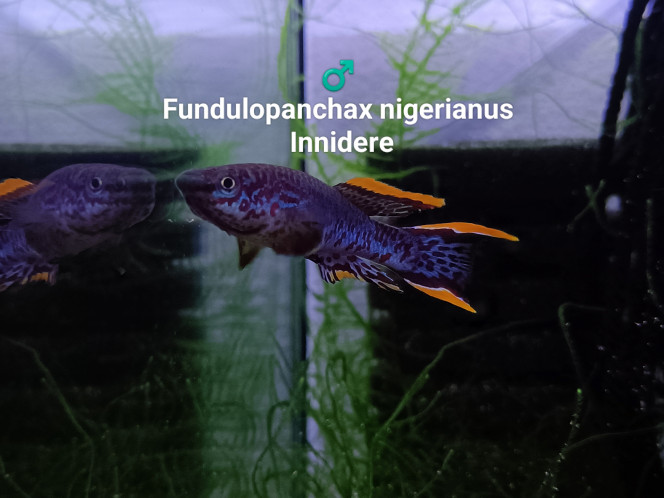 ♂️ Fundulopanchax nigerianus Innidere ♂️ 
Fundulopanchax nigerianus 
Innidere