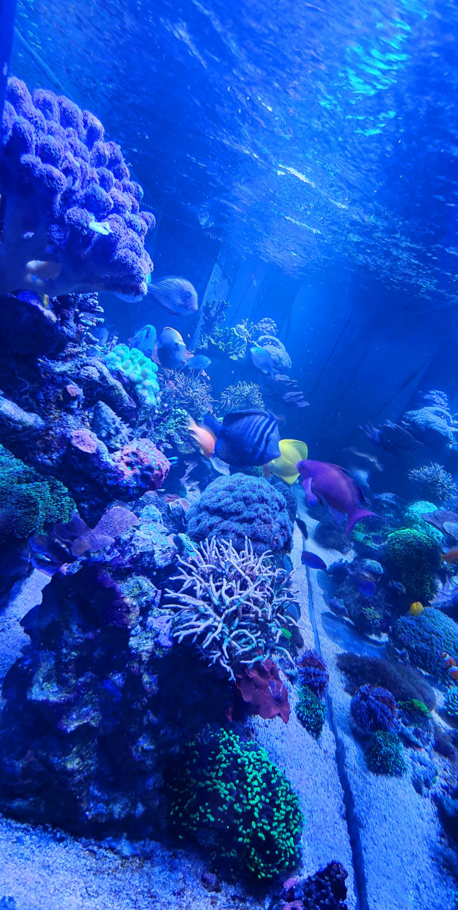 Évolution de l'aqua 