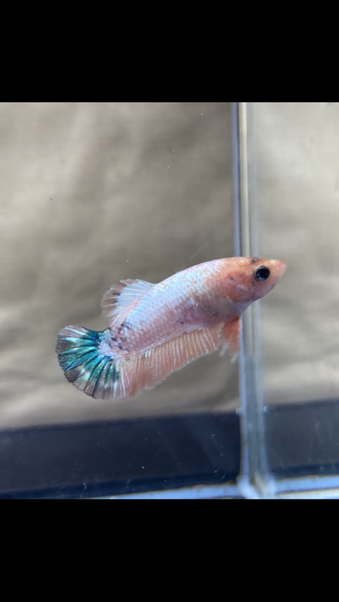 Photographie du post de Nalia 