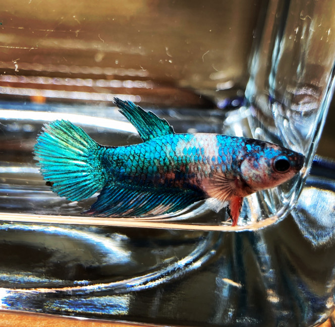 Photographie du post de Nalia 