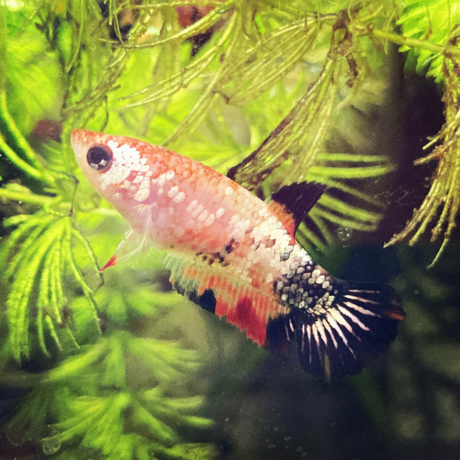 Photographie du post de Nalia 