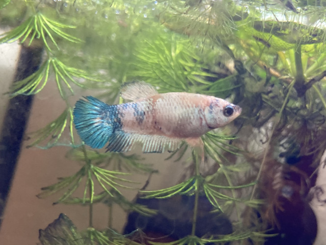 Photographie du post de Nalia 