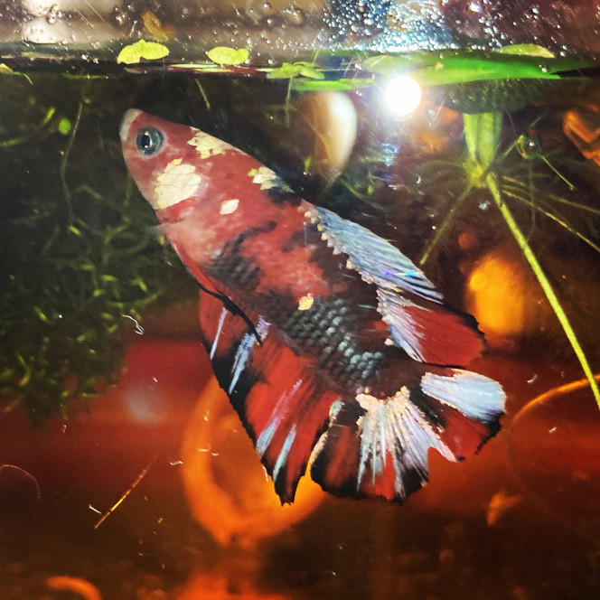 Photographie du post de Nalia 