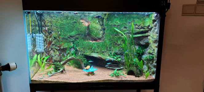 Apres deux mois Voila la crique apres deux mois de mise en eau, encore pas mal d algues mais je commence a gagner mon combat j en ai de moins en moins au fur et a mesure des semaines  je retrouve la couleur  du decord de fond bon en photo ca fait encore bien vert mdr mais en vrai ca vas encore je vois une nette amélioration
