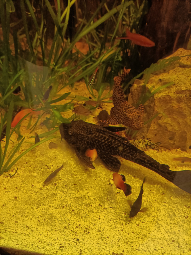 Photographie du post de Pleco 