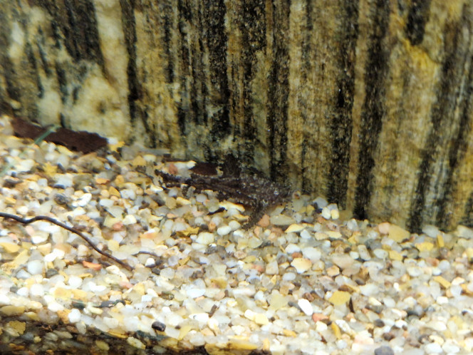 bunocephalus coracoideus Petit rescapé de mon grand aquarium.
Je suis contente car maintenant il ne passe pas tout son temps enterré dans le sable ;)