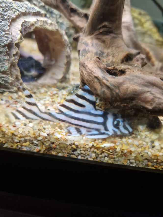 L046 Je suis super contente d'avoir 2 hancistrus Zebra dans mon petit aquarium.
J'adore passer des heures à les observer