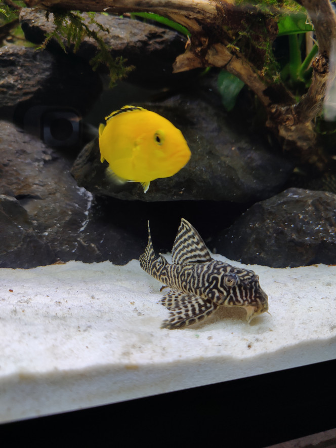 Hypancistrus King Tiger L.333 