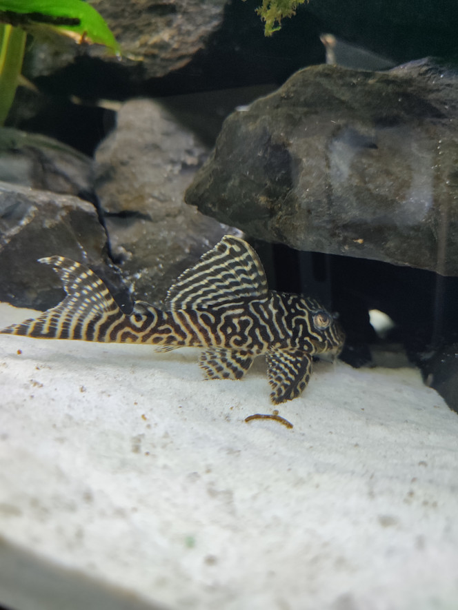 Hypancistrus King Tiger L.333 