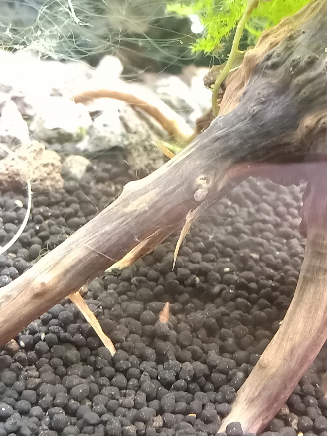 Évolution Coupe des plantes, découverte de deux rili juvéniles ( dois y en avoir d'autre mais voilà pour les trouver) et une crevette grainé !!