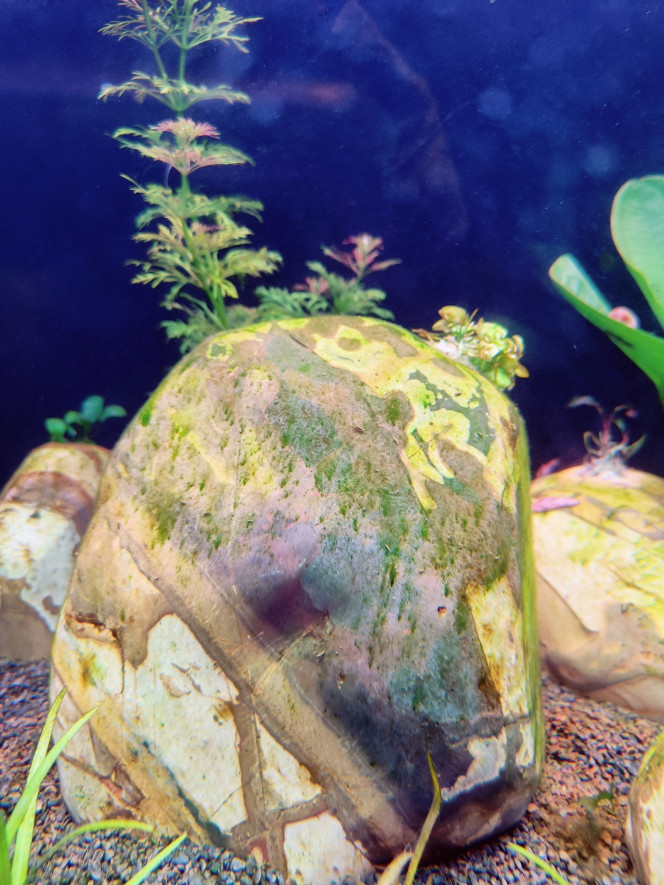 Photographie du post de Oxibys 