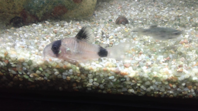 Panda et graphite Mon corydoras panda et l'un de mes bébé molly