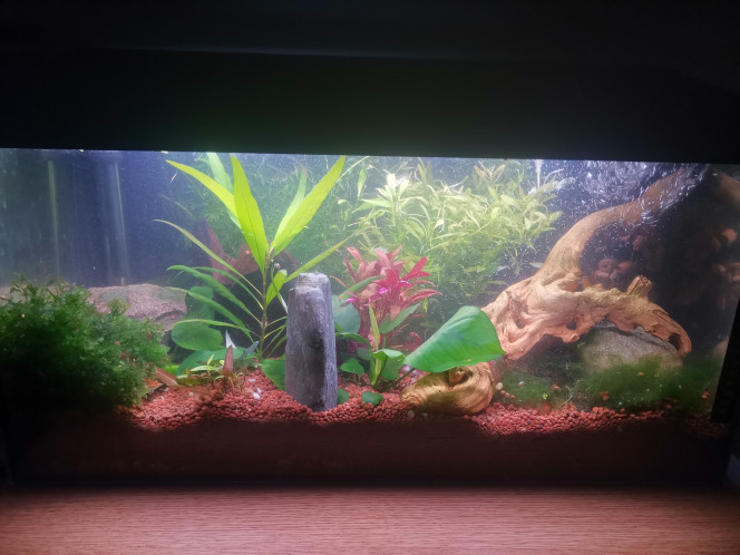 Aquarium 60 Après taille et nettoyage à voir demain quand l'eau sera moins trouble