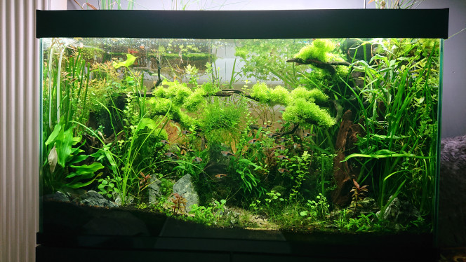 Bornéo S+38 Comme pour tous mes bac , les plantes à poussent rapide sont camoufler derrière le scape .

Pour cet automne et hiver je vais les laisser ressortir afin d'orner le bac des couleurs de l'automne c'est à dire le  rouge et l' orange ,

Sinon les gazonnantes reprennent du poils de la bête car j'en ai prélevé bcp pour habiller Fangorn .

Je vais commencé à préparer ce bac pour son passage en low tech d'ici le début d'annee.

Là 1ère étape sera l'arrêt du co2 , et retirer la decade et elle sera remplacer par une petite pompe de brassage .

À terme dans ce bac , il ne ça rester qu'une pompe de brassage et un chauffage pour la faune actuellement .