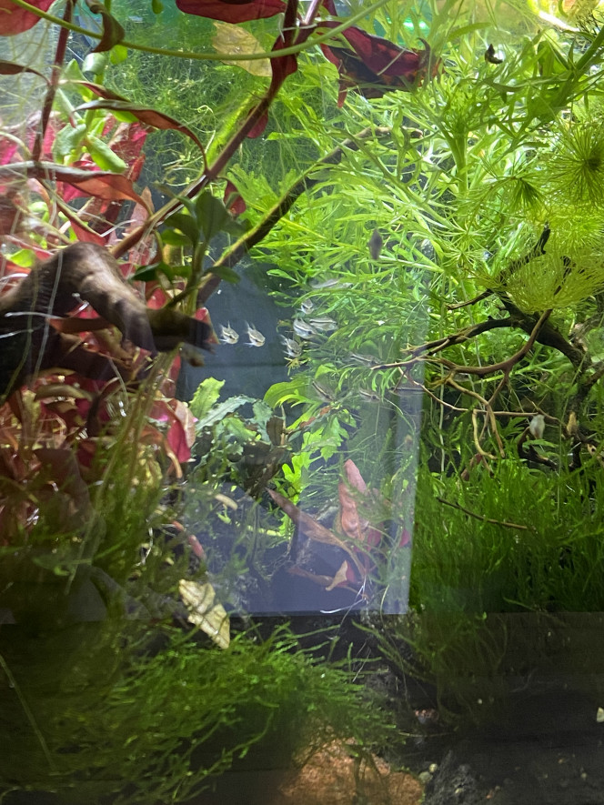 Enfin une preuve qu’il y a des Corydoras pygmaeus dans cet aquarium 