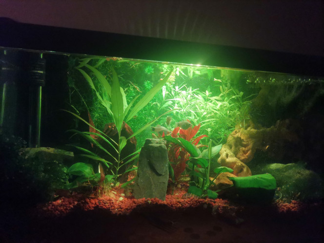 Aquarium 60 C'est a fonction du matin et du soir avec montée progressive ou réductible de la lumière