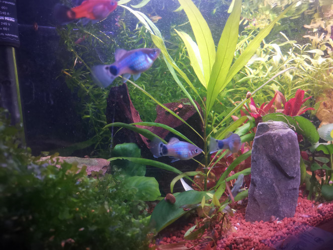 Aquarium 60 Voici mes trois reproducteur platy blue Mickey Mouss