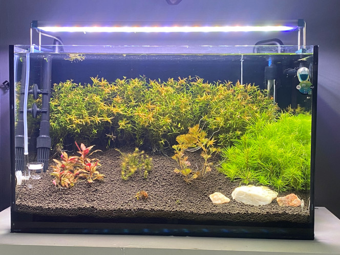 60L Taille de la rotala, enlèvement des pierres trop d'algues qui si accroche .