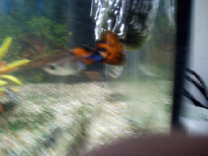 Danube un de mes 2 guppy males