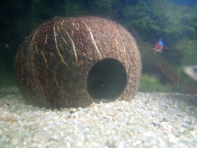 Noix de coco La nouvelle cachette de mes poissons