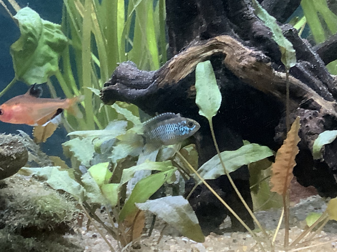 nanacara anomala les petits nouveaux….