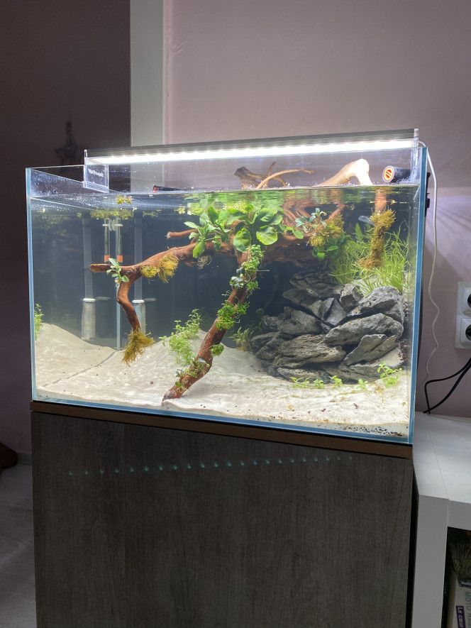 Première plantation Cet aquarium a prit de retard à cause de problèmes d’organisation, je l’ai commencé à un moment où j’étais pas très disponible ?‍♀️ 
Mais finalement il avance et commence à avoir son style.
Je veux encore ajouter des plantes