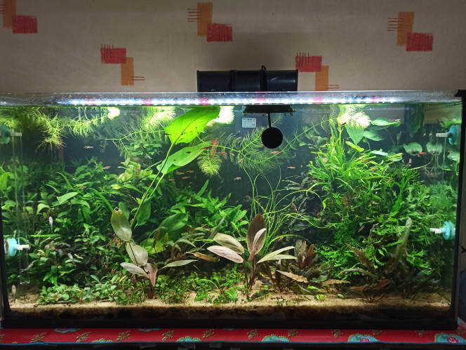  Ajout de boraras et otocinclus dans l'aquarium  crevette et changement de plantes ainsi que le changement des filtres internes en un filtre cascade