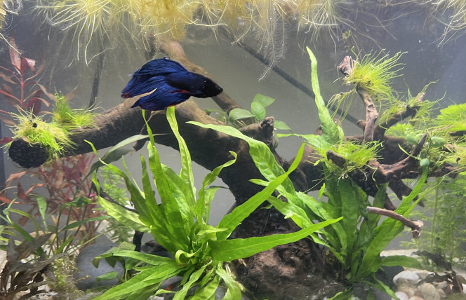 Nouveau décor pour le combattant Un décor revu dans le style Aqua scape.