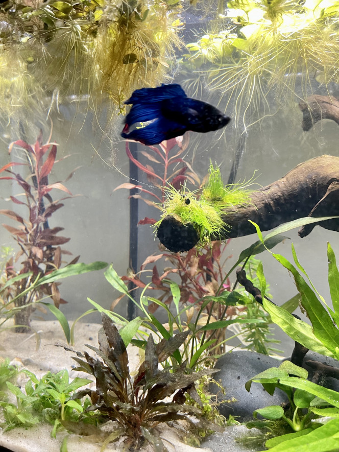Nouveau décor pour le combattant Un décor revu dans le style Aqua scape.