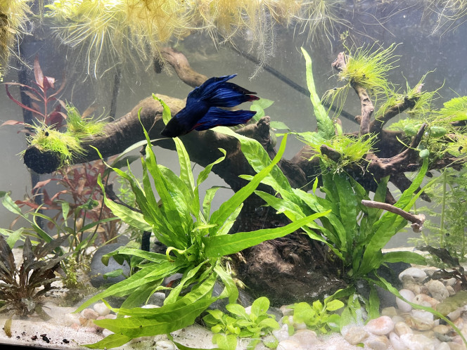 Nouveau décor pour le combattant Un décor revu dans le style Aqua scape.
