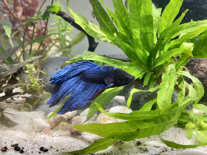 Nouveau décor pour le combattant Un décor revu dans le style Aqua scape.