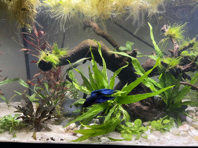 Nouveau décor pour le combattant Un décor revu dans le style Aqua scape.