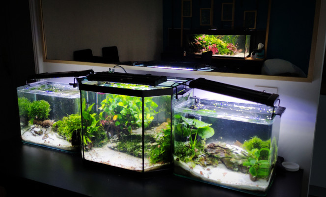 VUE D'ENSEMBLE Déplacement du bonsaï, pendant la quarantaine des gouramis arrivés hier, afin de leur permettre, s'ils le souhaitent, l'espace etant limité, de tourner autour. Ils rejoindrons le communautaire en reflet dans le miroir quand leur quarantaine sera finie et qu'ils m'auront démontré que tout va bien.