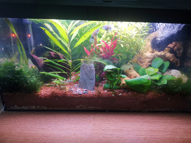 Aquarium 60 Sa pousse très vite même après la taille et le nettoyage ,j'ai rajouter une plante tous a gauche ,me tarde de la voir grandir