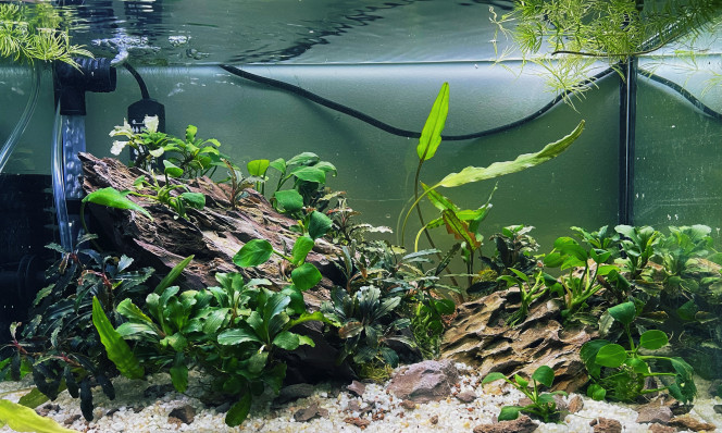 aquarium bucephalandra Mise en place d'un petit aquarium de Bucephalandra et Anubia.
Avez-vous des idées sur d'autre plante à pousse rapide sachant que l'éclairage n'est pas violant et qu'il n'y a pas beaucoup de place (aquarium de 20l brut).