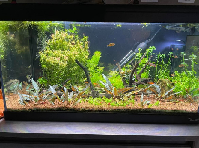 Avancée bac Bac un peu à l'abandon, la cladophora est passée un peu par la.
Carrence sur la limnophila ?
Perte de poisson