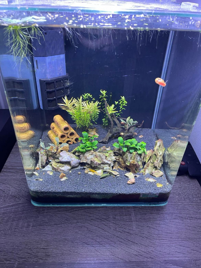 20L spé crevette Spé crevette, mais impossible à garder en vie...