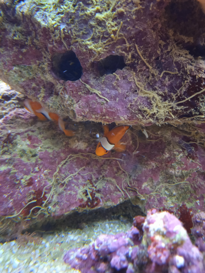Photographie du post de Totopleco 