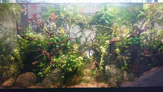 Fangorn Forest  " Un mois " - Clôture des expérimentation du Fisher Tank. Bonjour les Fishers ,

Ça y est , cela fait un mois que le bac est mise en eau jour pour jour.

C'est aussi le moment pour moi faire un point final des expérimentations du Fisher Tank .
Durant ce week-end je vous ferai plusieurs posts afin de vous détailler les résultats de l'évolution du bac au bout d'un mois .

Nous feront un point sur le scape , le mur végétal , les plantes du bac , la faune .

Et nous allons voir aussi ensemble la projection du bac dans 4 à 5 mois .

Merci et bonne soirée à tous .