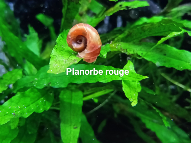 Planorbe rouge 