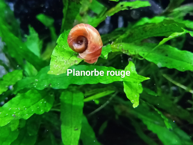 Planorbe rouge 