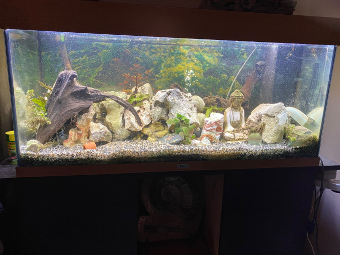 Mon aquarium Mon aquarium 200 L Rio JUWEL pour les cichlidès