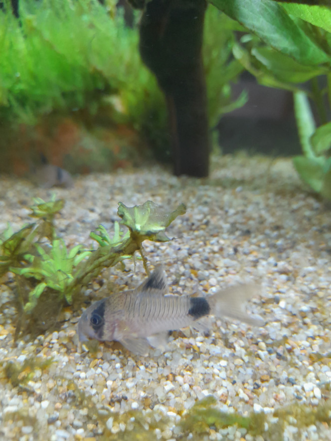 Corydora panda 