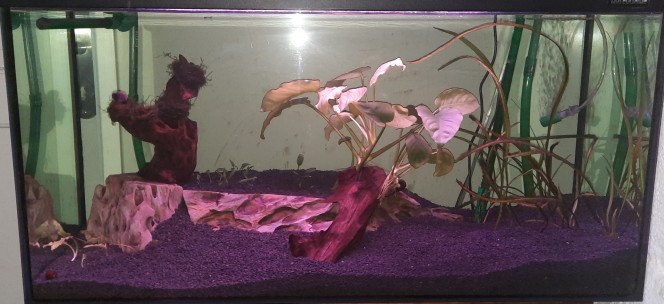  Ça y est mon 88L est cyclé au bout de 2 mois . Un peut trop long car pas beaucoup de plantes mais les paramètres sont enfin  correcte pour recevoir mes red sakura . Par précaution je met pas tout mes œufs dans le même panier et je fait une acclimatation longue avec 4 individus seulement pour voir si ils s addapte bien .

5 jours plus tard tout va bien pour mes 4 bêta testeur  je me dit  que je rajouterais leurs copains ce week end pour pas précipiter l acclimatation. 

Le lendemain je me réveille  et je trouve 50L de flotte dans le salon . ..

Un joint de la face avant s est décoller avec un côté. 

Après réflexion j'ai compris mon erreur la canne de rejet en haut a gauche poussait légèrement sur la vitre en façade.